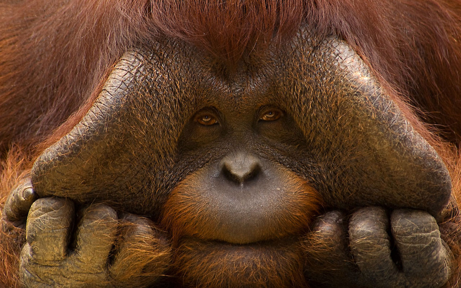 Orangutan in habitat